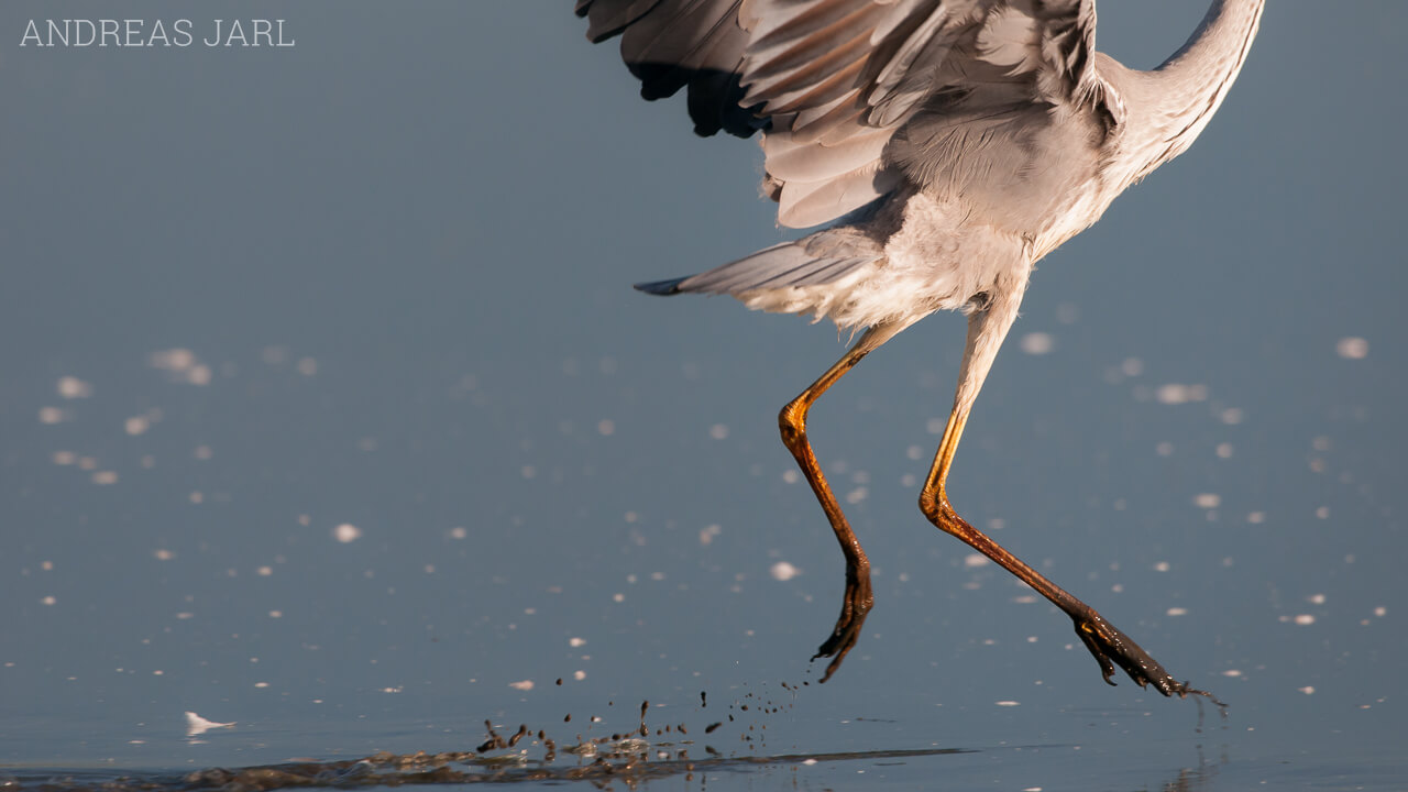 ardea_cinerea_662