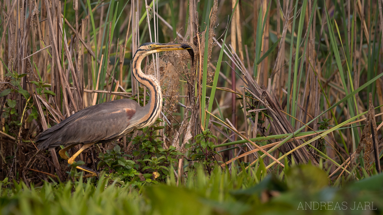 ardea_purpurea_3523