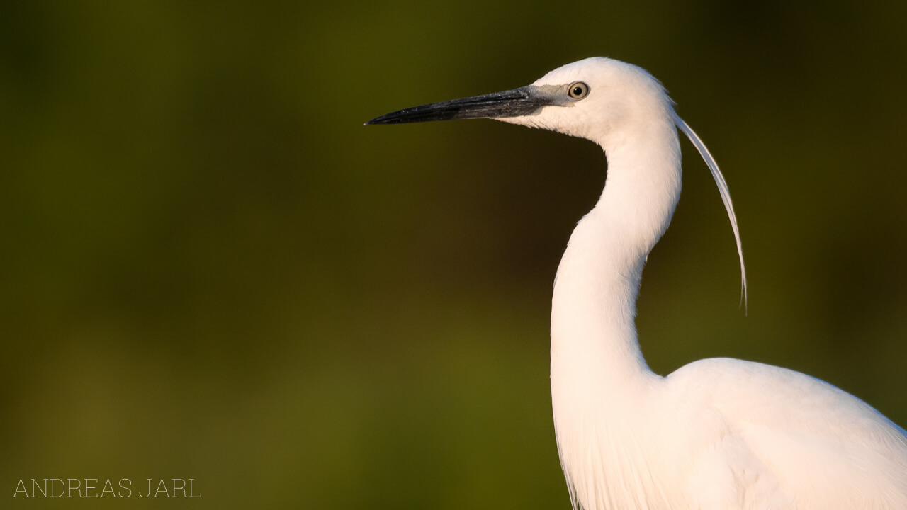 egretta_garzetta_2259