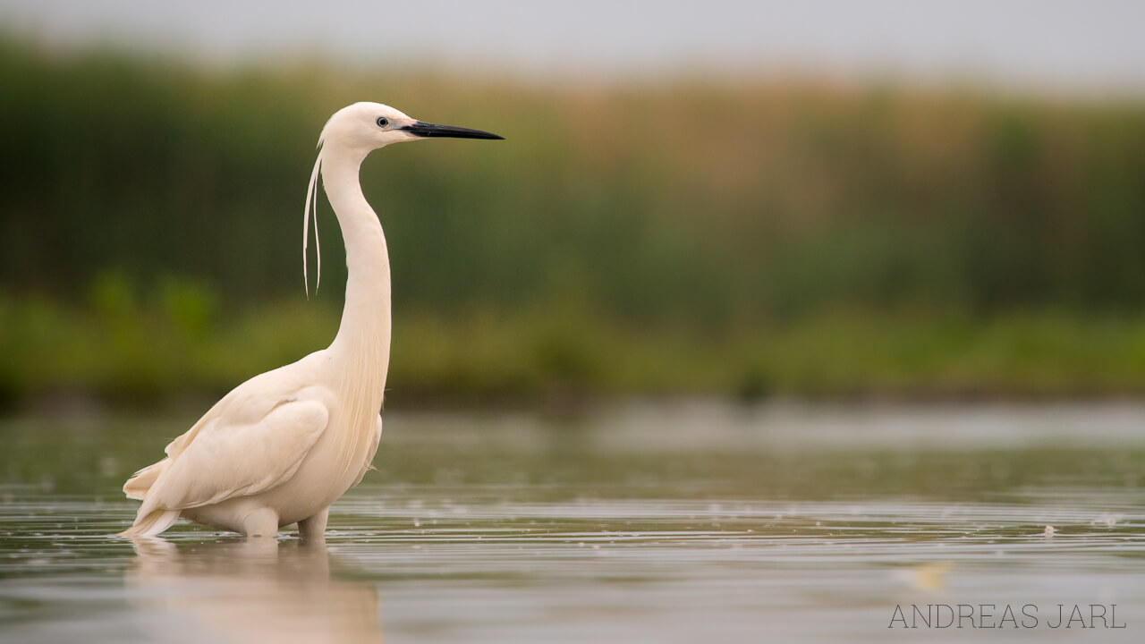 egretta_garzetta_2260