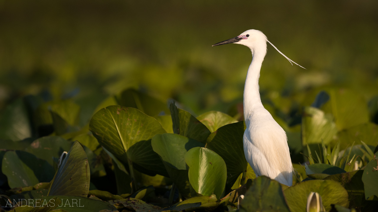 egretta_garzetta_3566