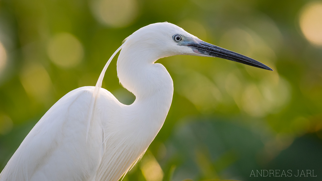 egretta_garzetta_3567