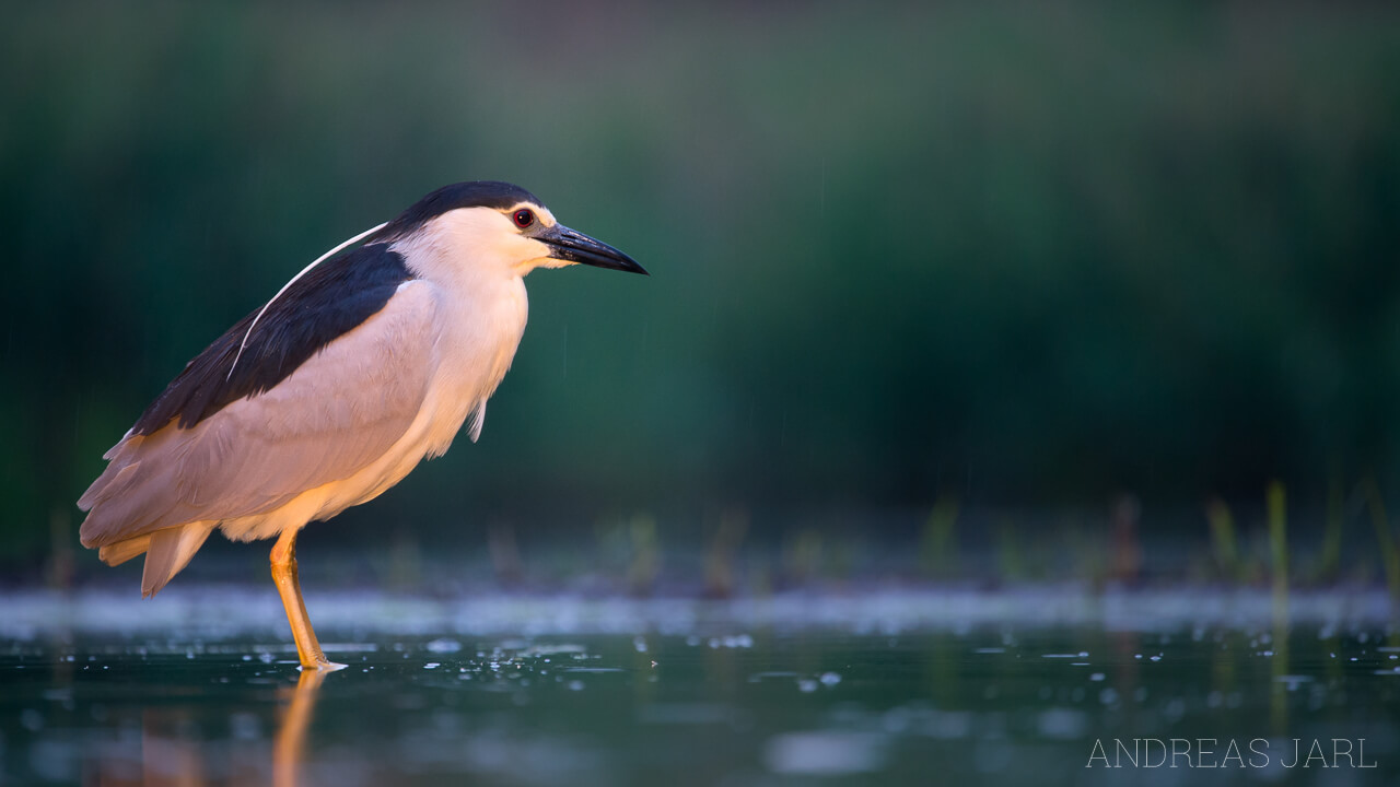 nycticorax_nycticorax_2233