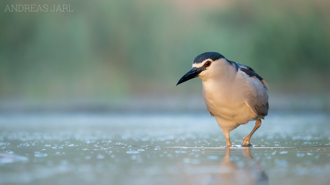 nycticorax_nycticorax_2235