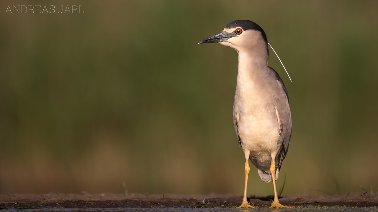 nycticorax_nycticorax_2237