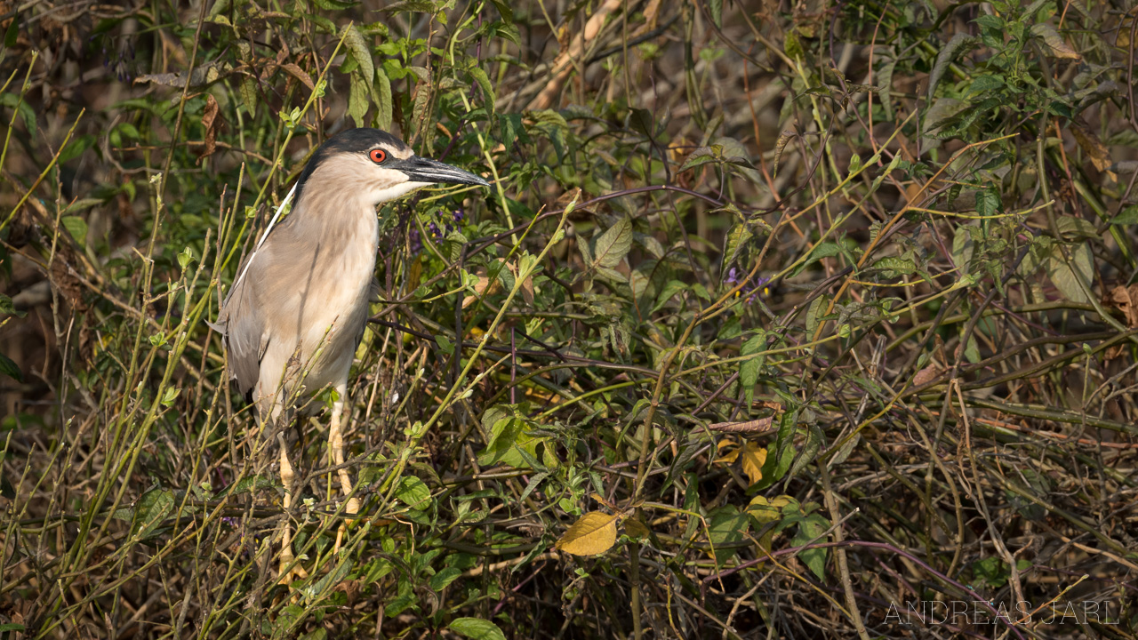 nycticorax_nycticorax_3515