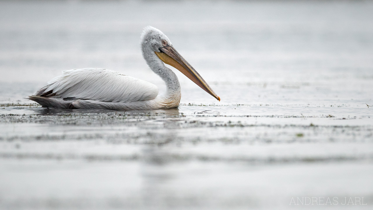 pelecanus_crispus_3503