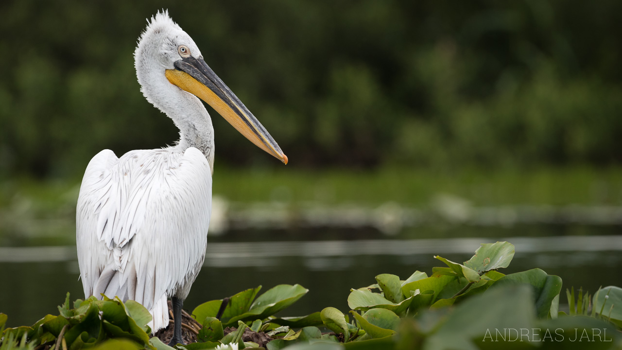 pelecanus_crispus_3504