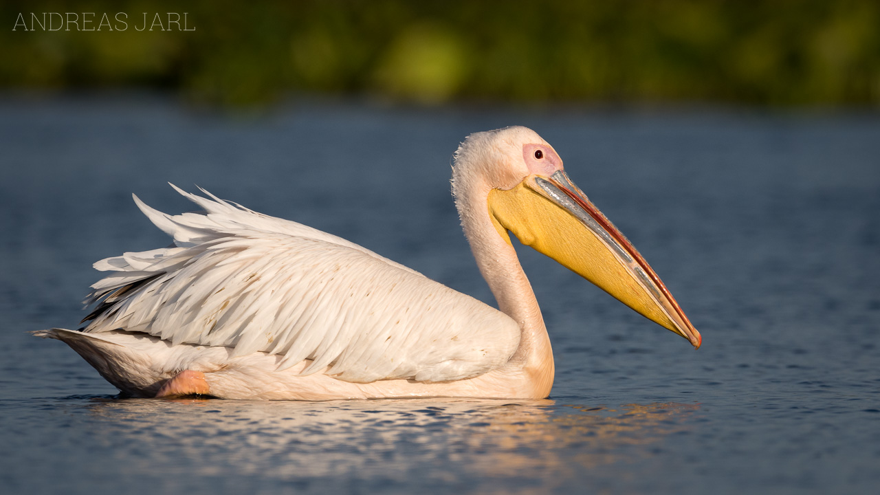 pelecanus_onocrotalus_3595