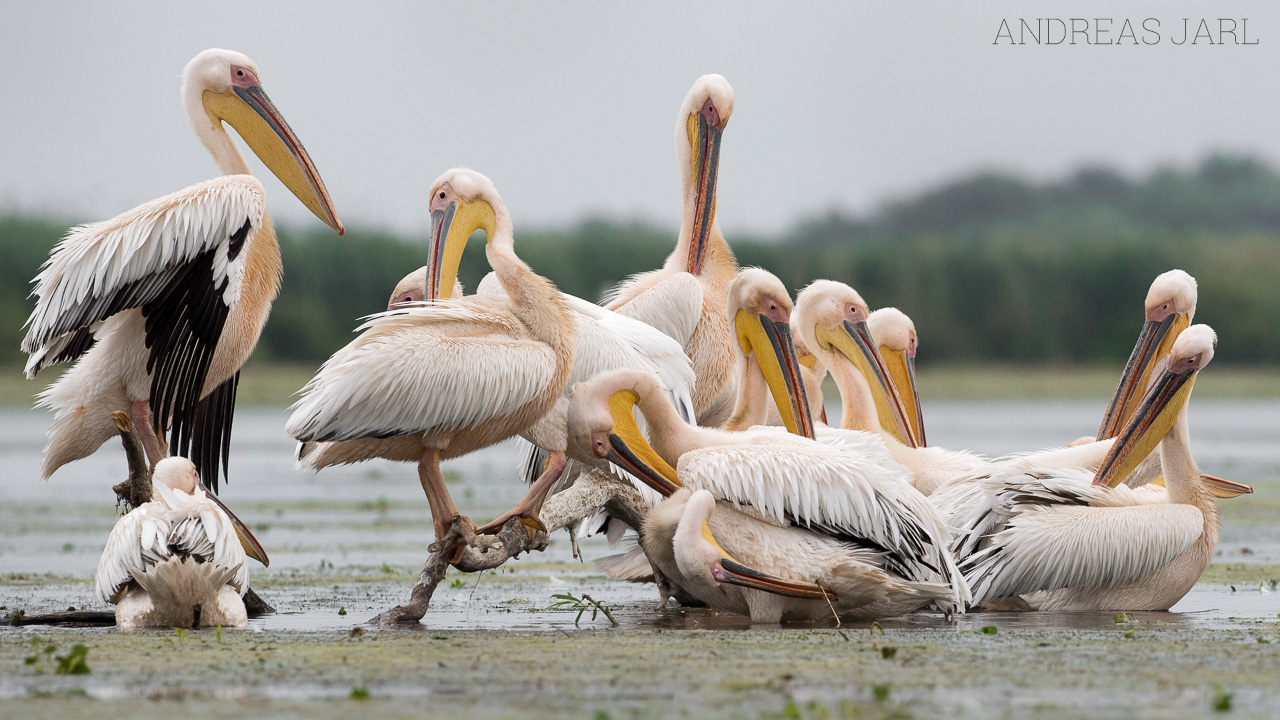 pelecanus_onocrotalus_3603