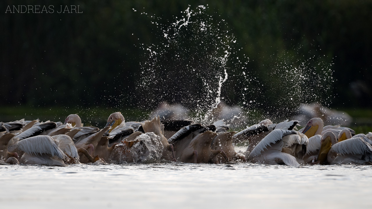 pelecanus_onocrotalus_3604