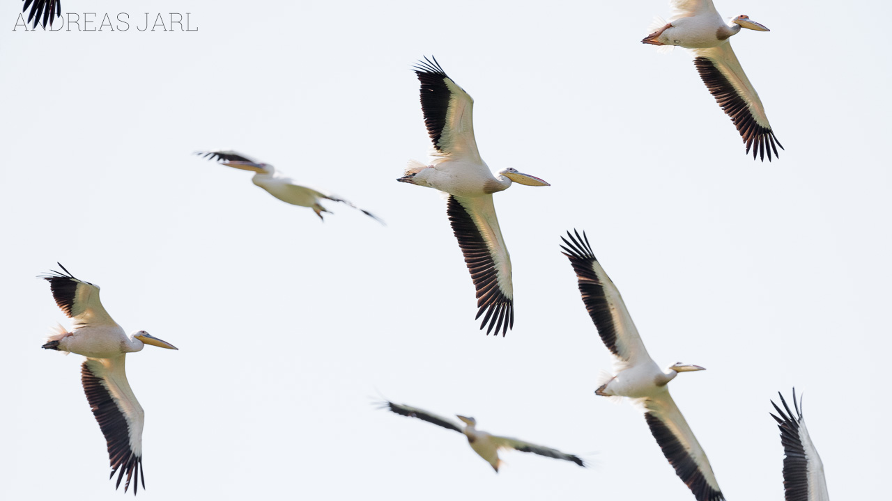 pelecanus_onocrotalus_3606