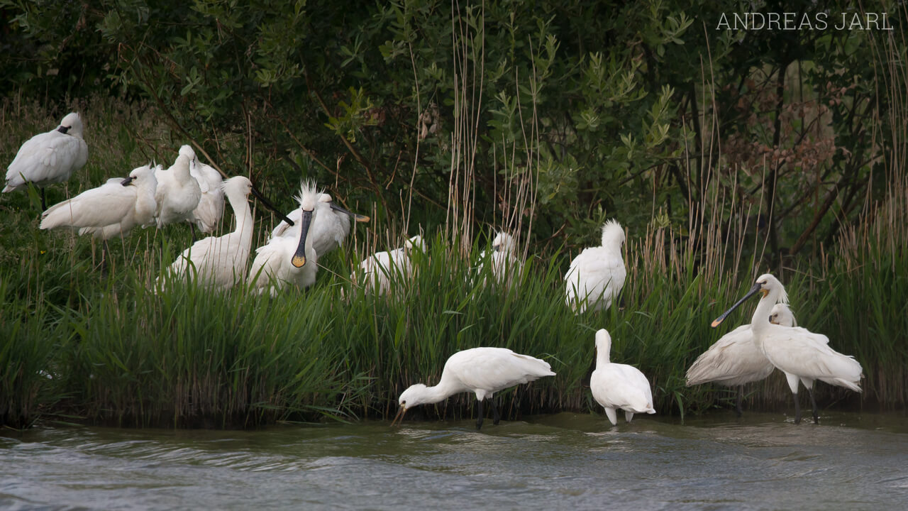 platalea_leucorodia_1822