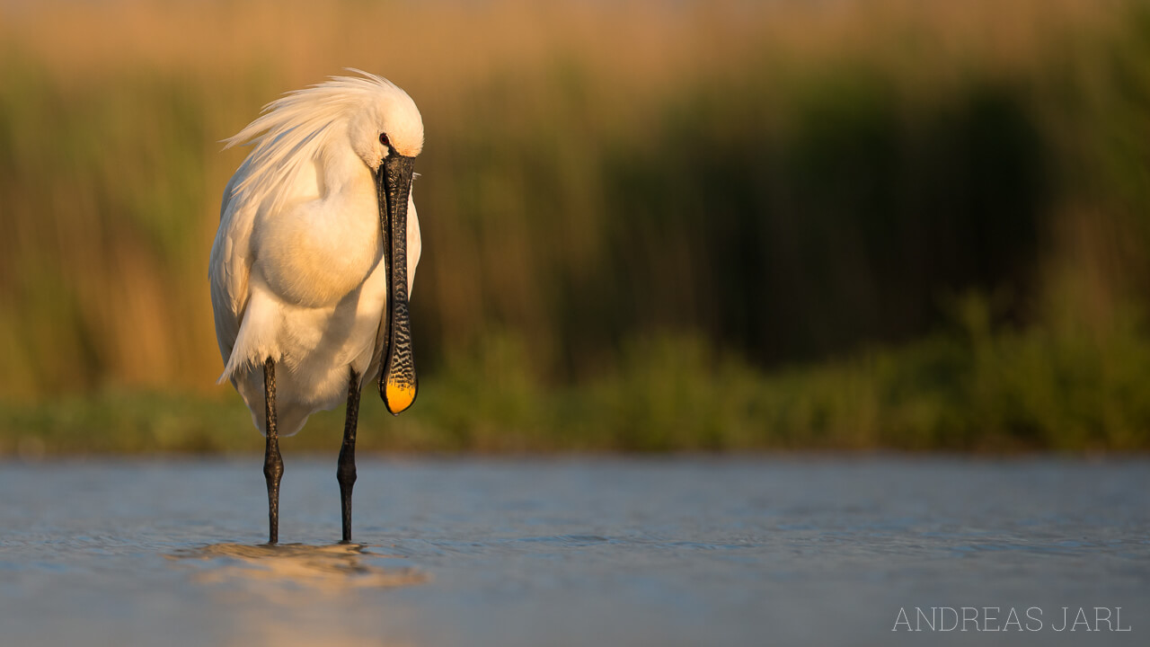 platalea_leucorodia_2261