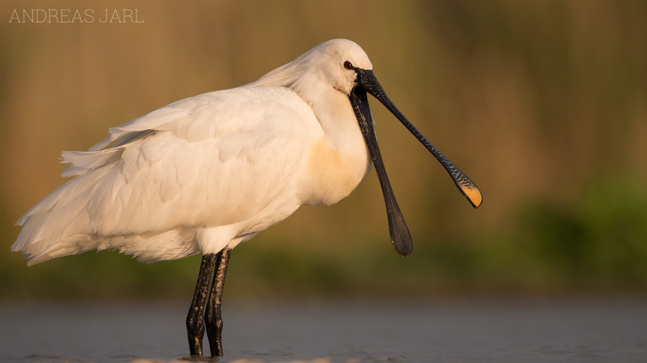 platalea_leucorodia_2266