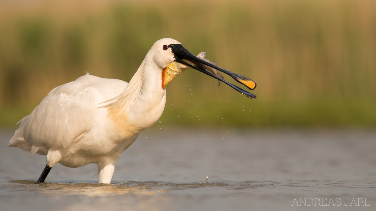 platalea_leucorodia_2271