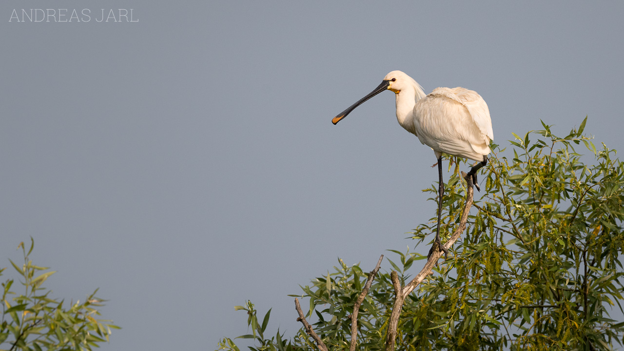 platalea_leucorodia_3627