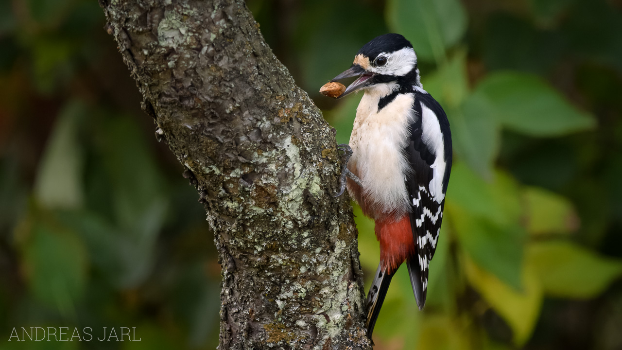 dendrocopos_major_4643_dxo