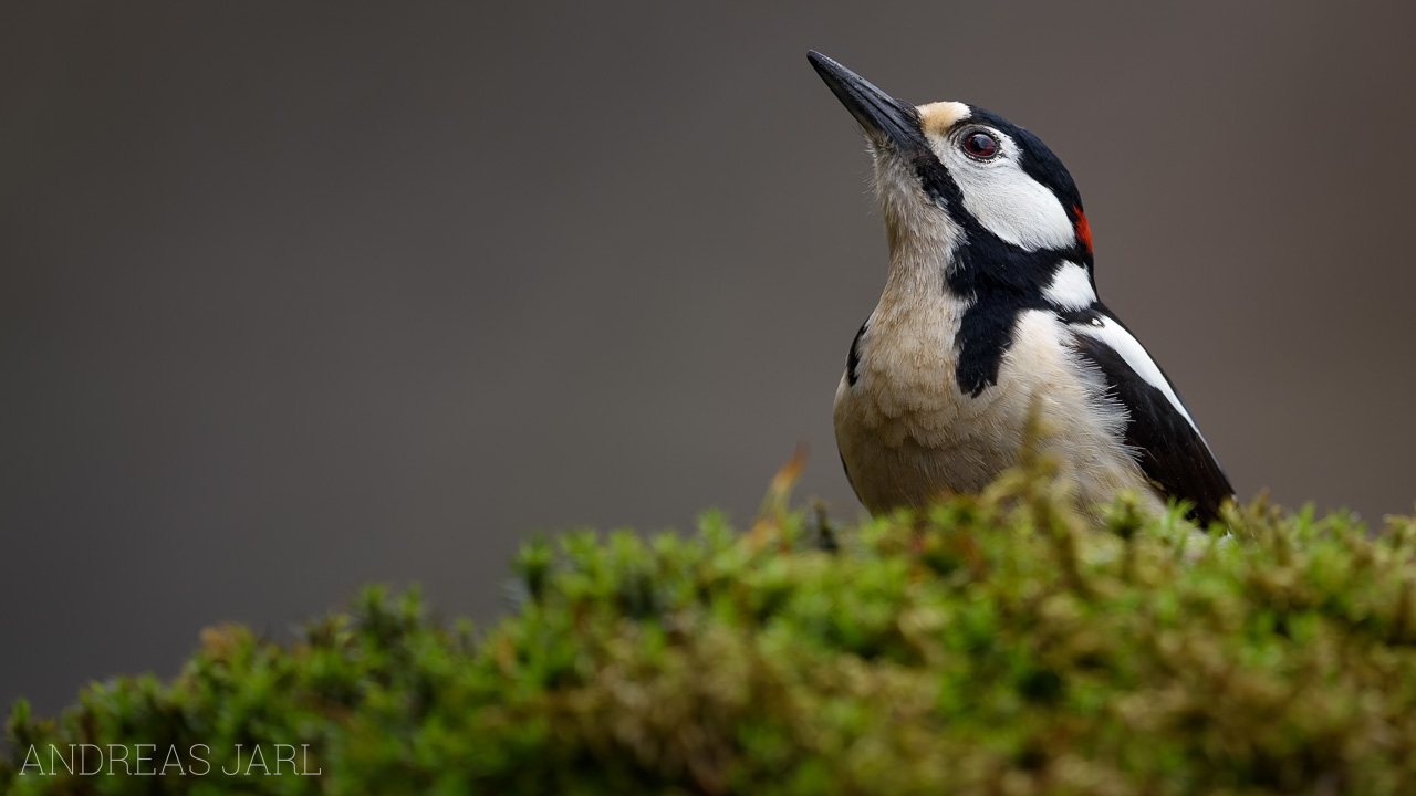 dendrocopos_major_4777_dxoxd