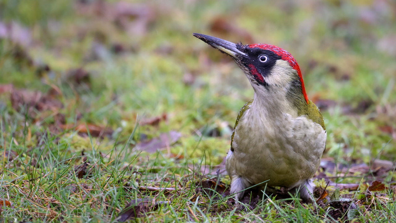 picus_viridis_4654_dxo