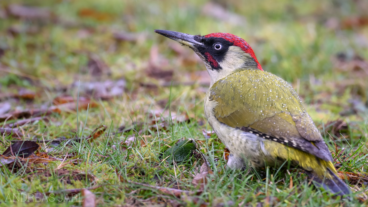 picus_viridis_4655_dxo