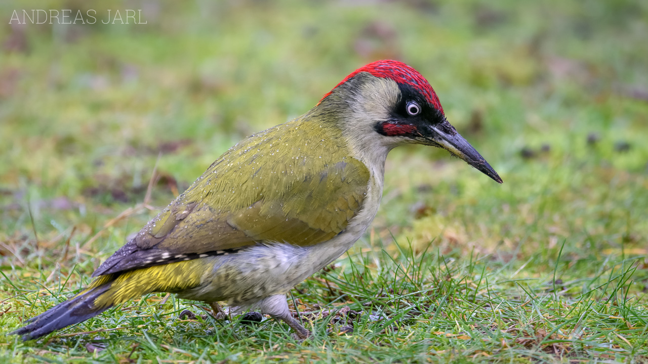 picus_viridis_4658_dxo