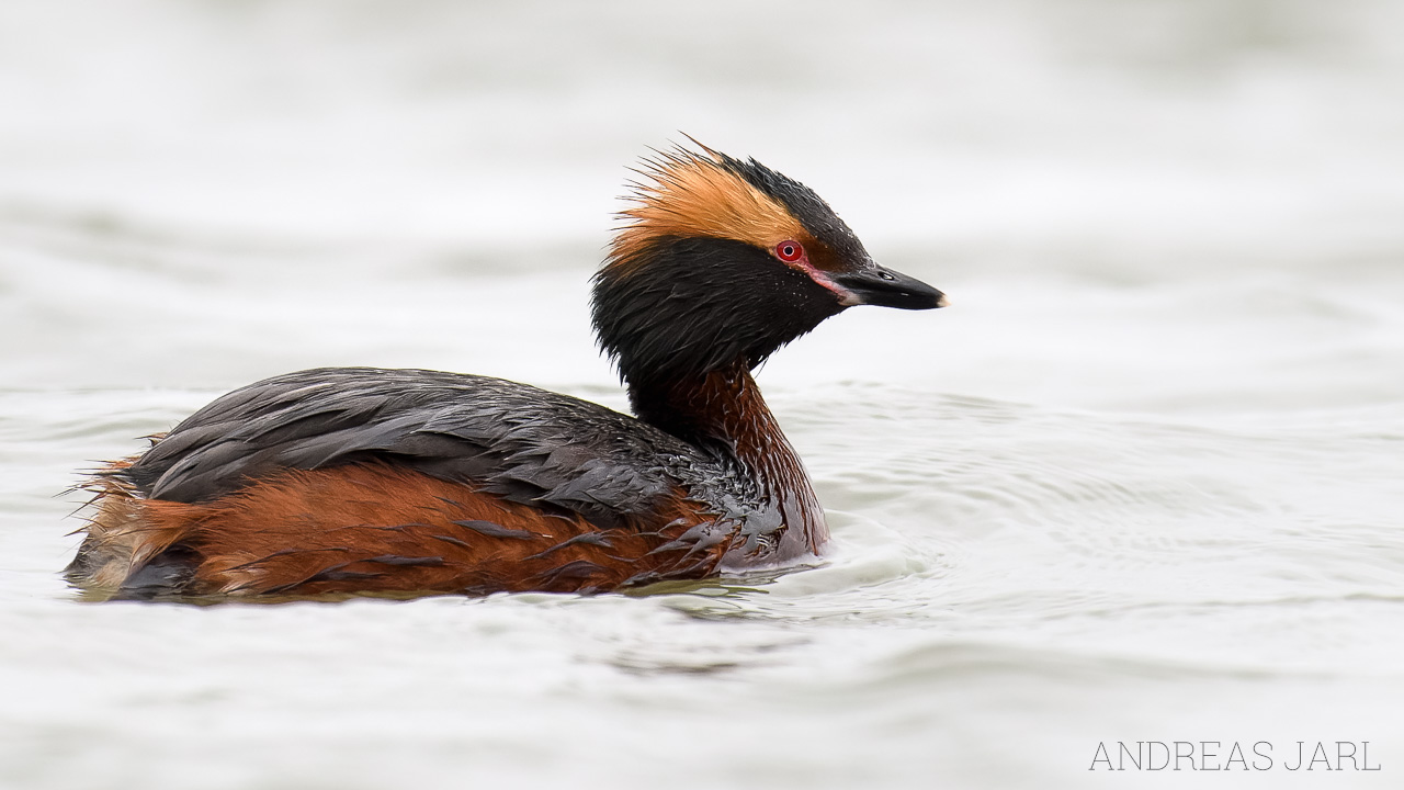 podiceps_auritus_3072_dxo