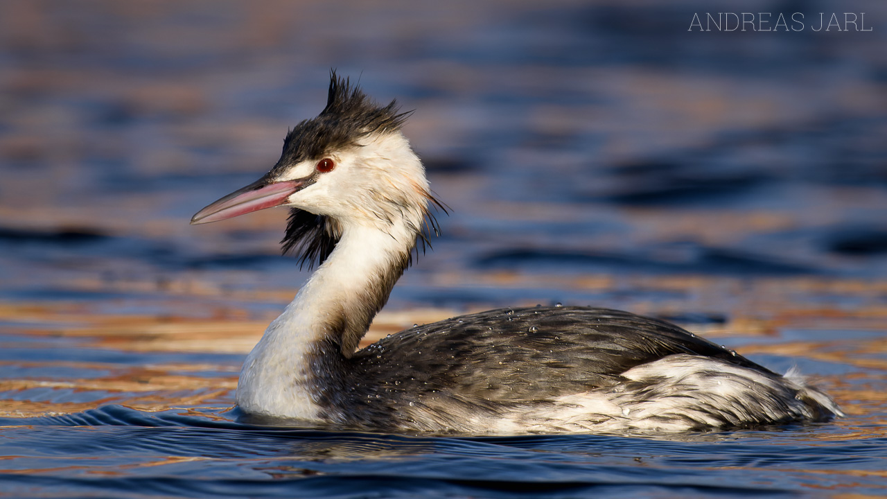 podiceps_cristatus_3194_dxo