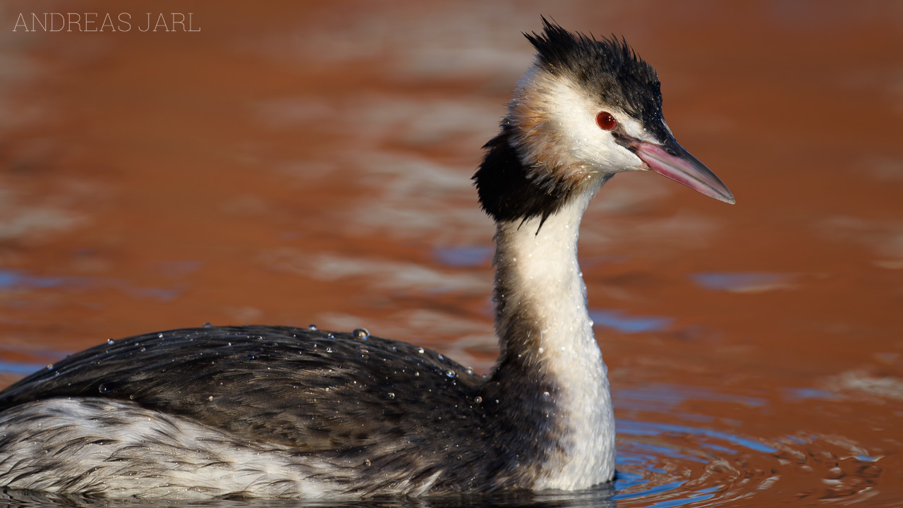 podiceps_cristatus_3196_dxo