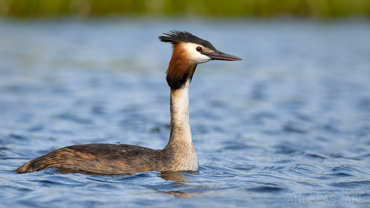 podiceps_cristatus_3570_dxo