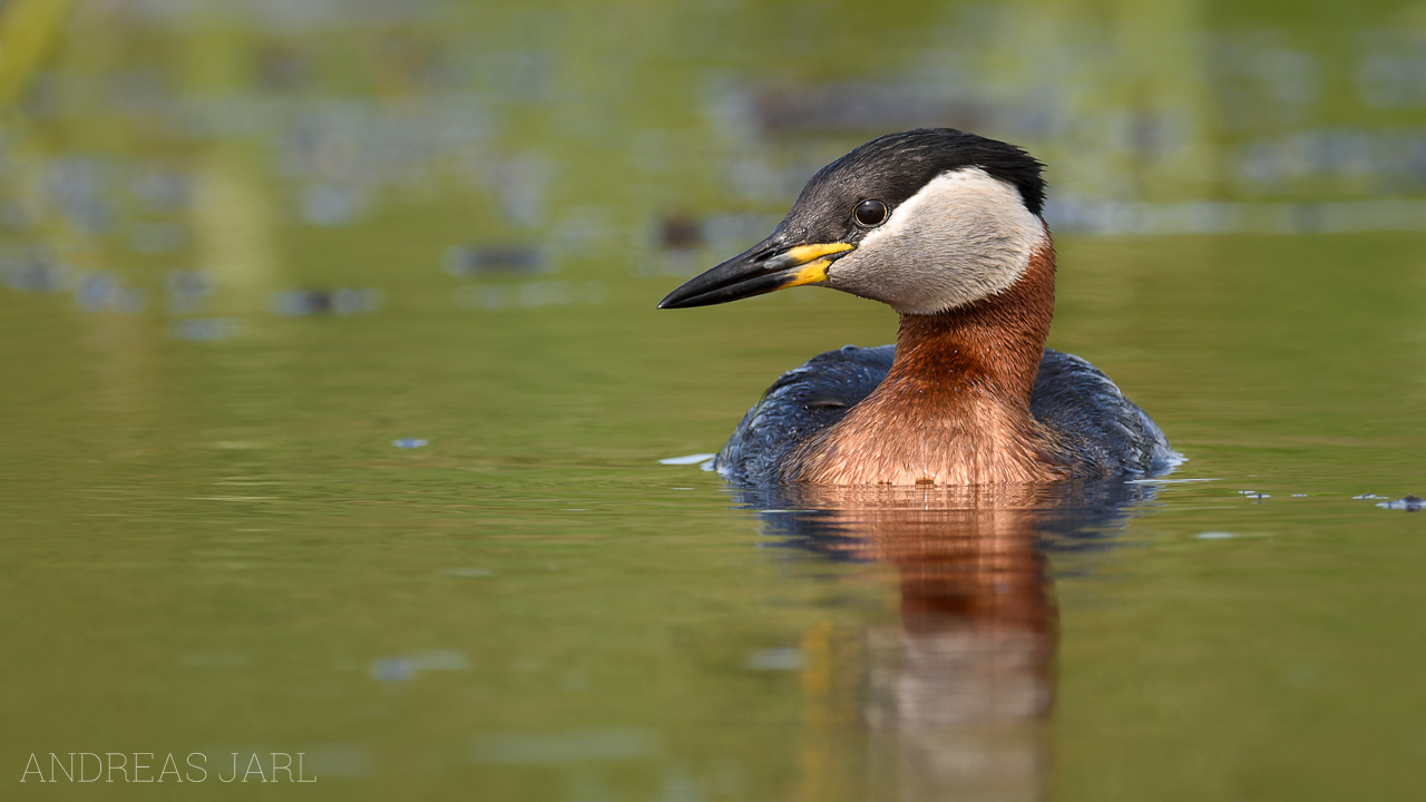 podiceps_grisegena_3470_dxo