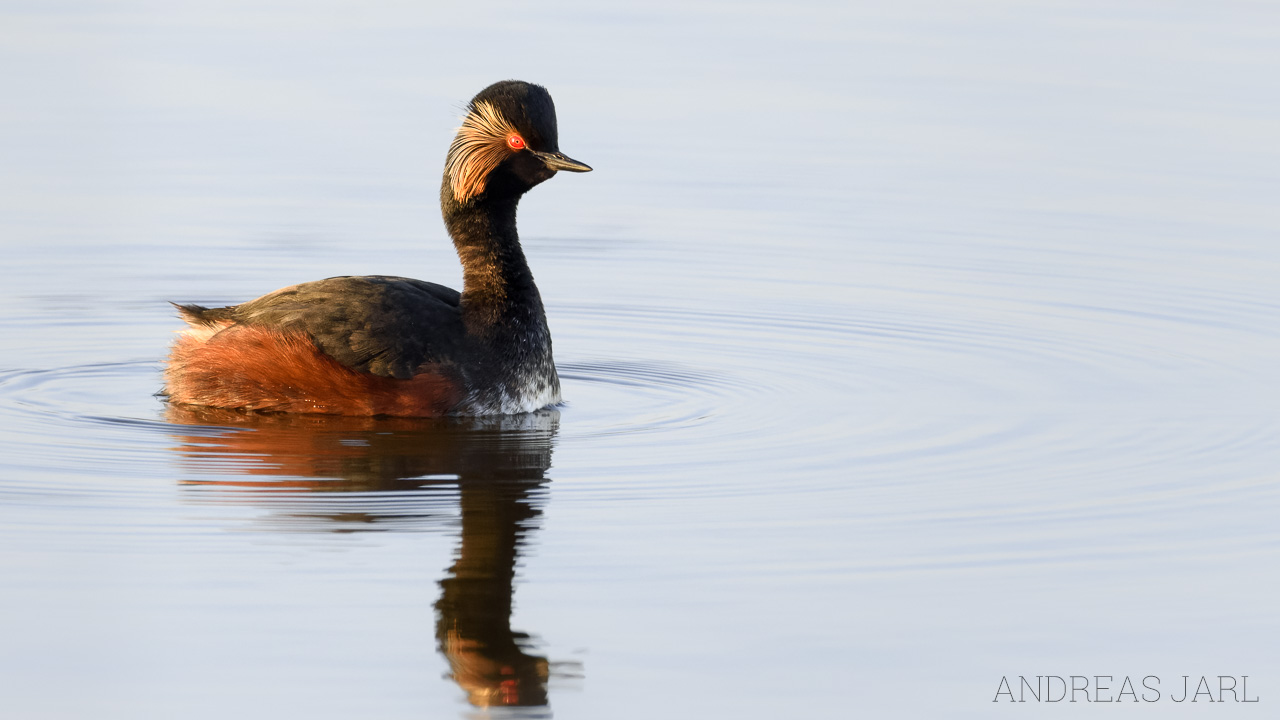 podiceps_nigricollis_4604_dxo