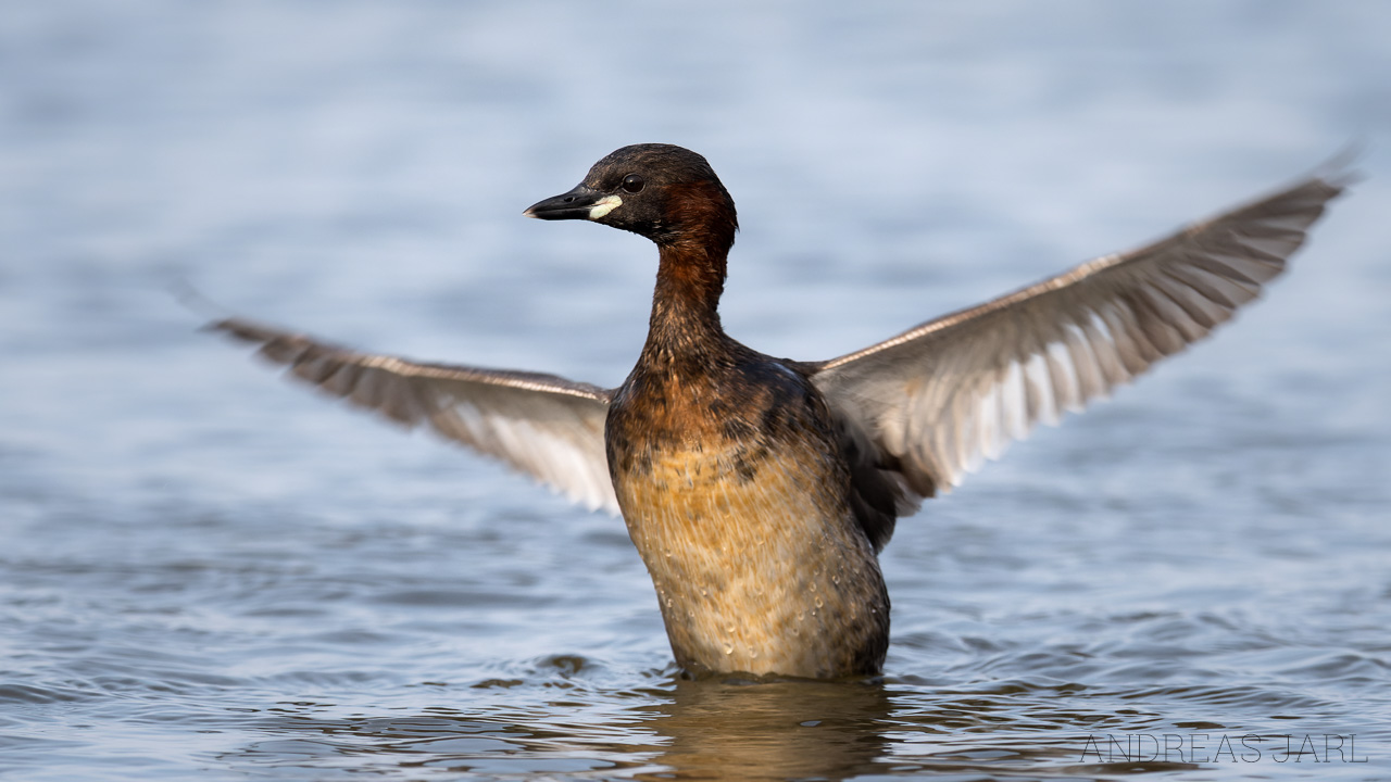 tachybaptus_ruficollis_3745_dxo