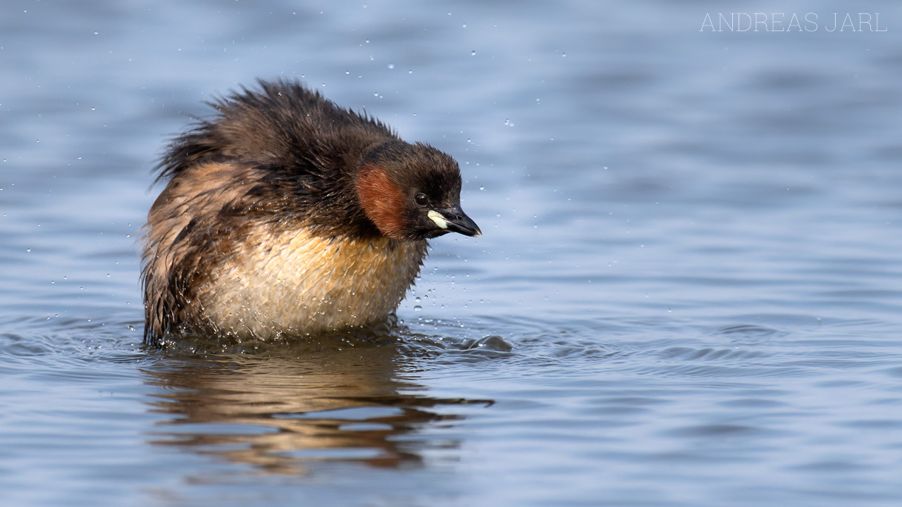 tachybaptus_ruficollis_3747_dxo