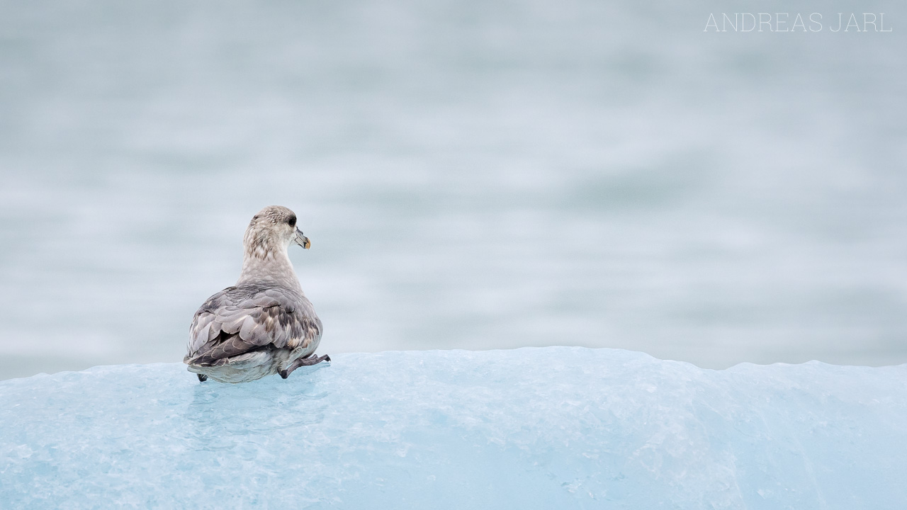fulmarus_glacialis_4008