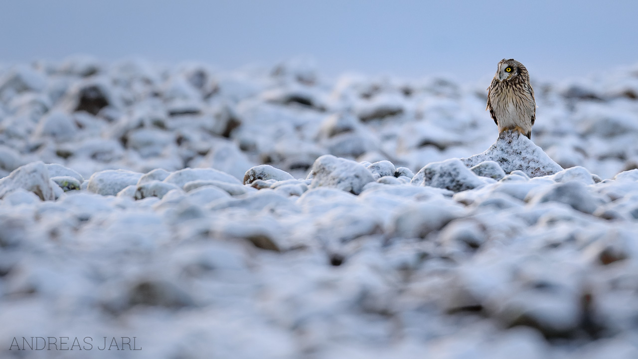 asio_flammeus_4576_dxo