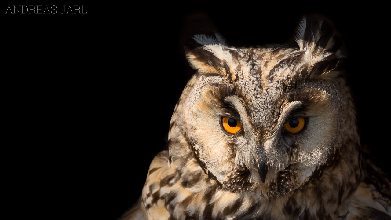 asio_otus_3383