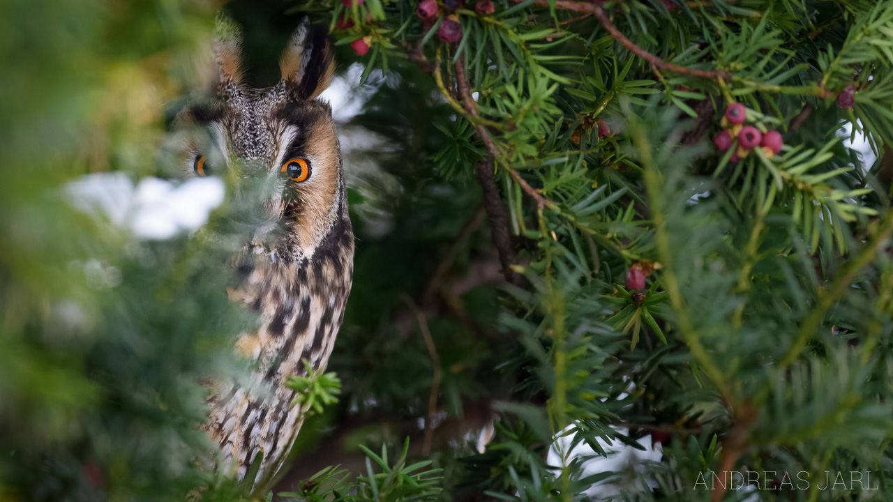 asio_otus_4590_dxo