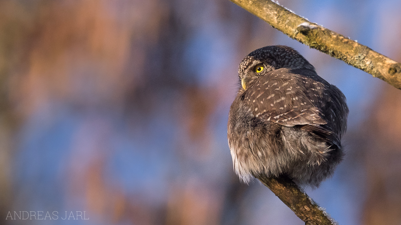glaucidium_passerinum_3732