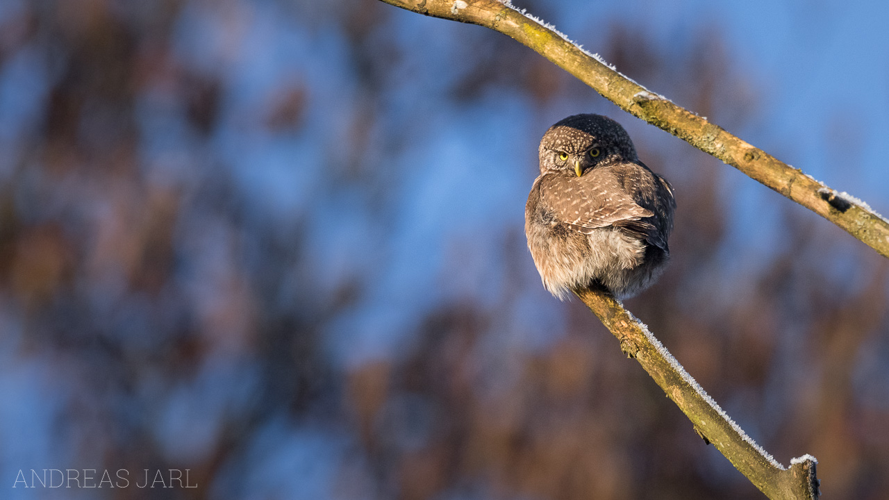 glaucidium_passerinum_3733