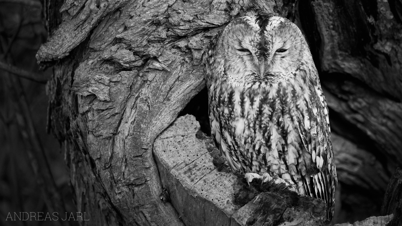 strix_aluco_4221