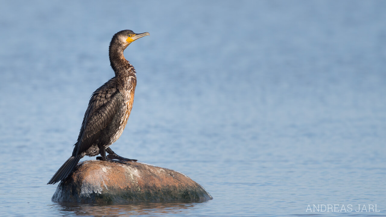 phalacrocorax_carbo_1926