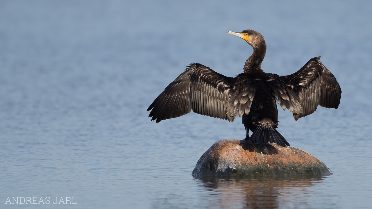 phalacrocorax_carbo_1927