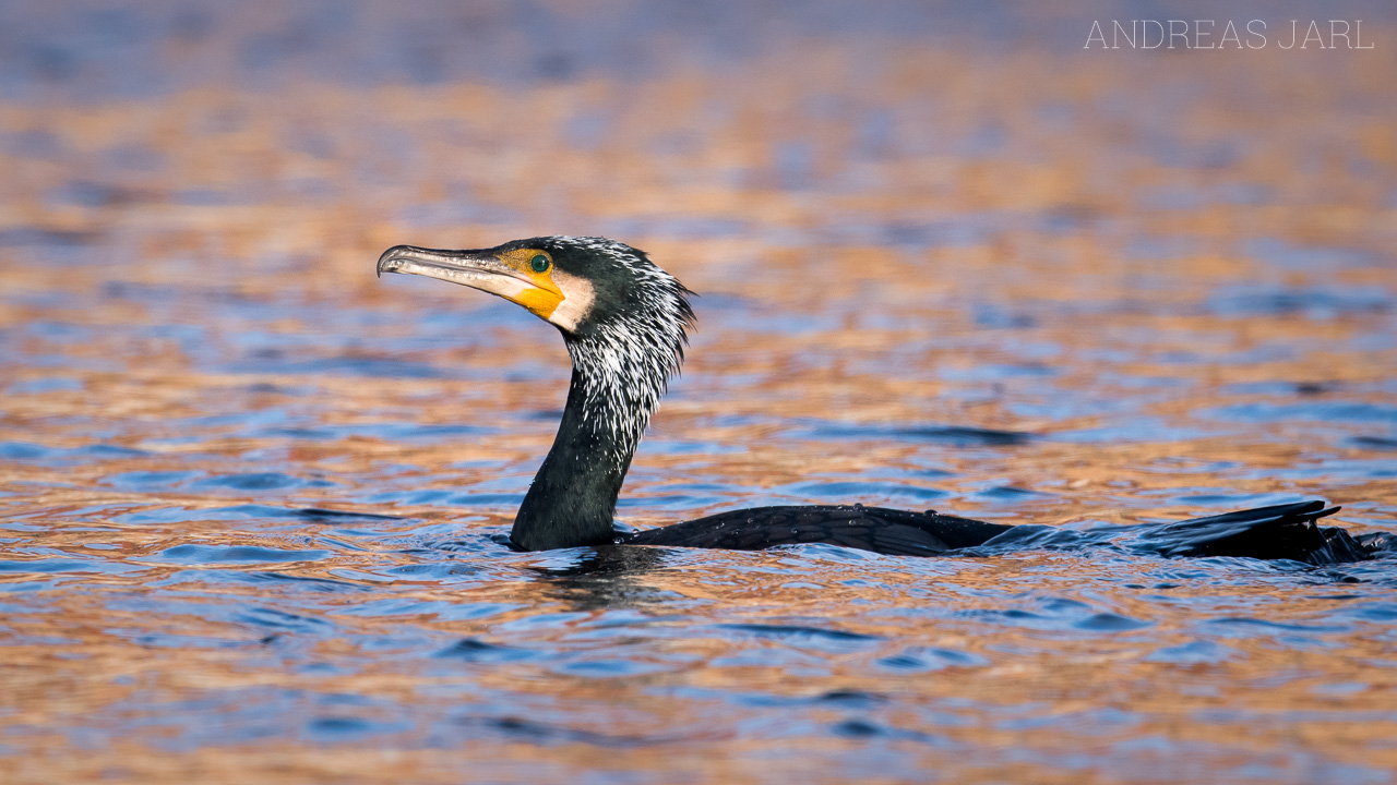 phalacrocorax_carbo_3195