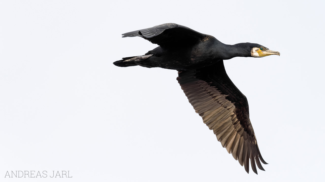 phalacrocorax_carbo_4553_dxo