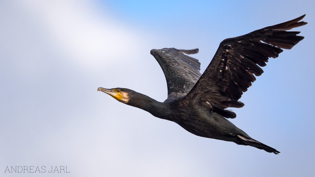 phalacrocorax_carbo_4579_dxo