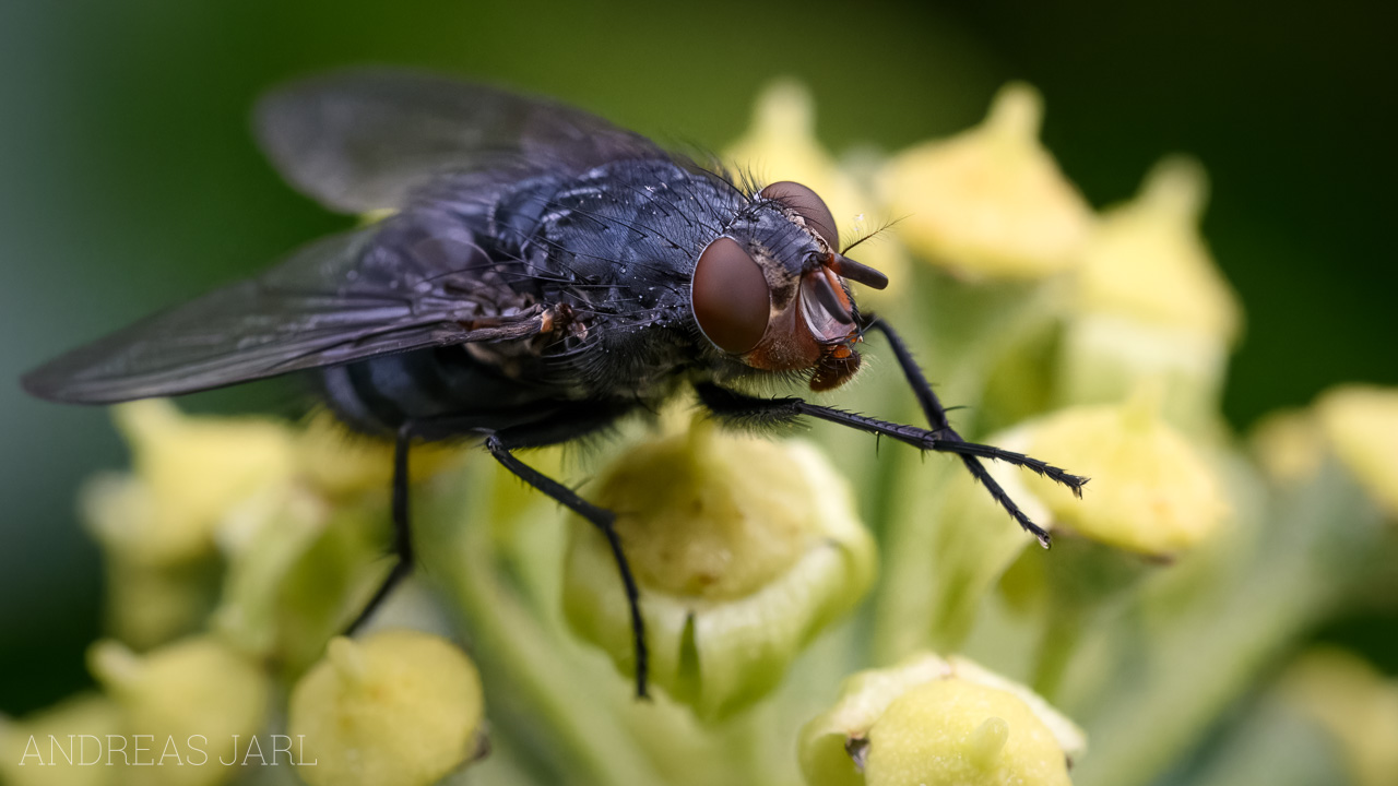 calliphora_sp_4827_dxoxd