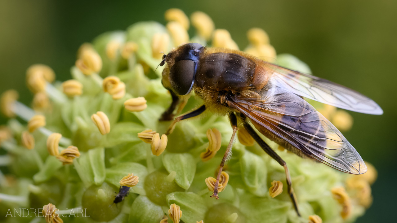 eristalis_sp_4828_dxoxd