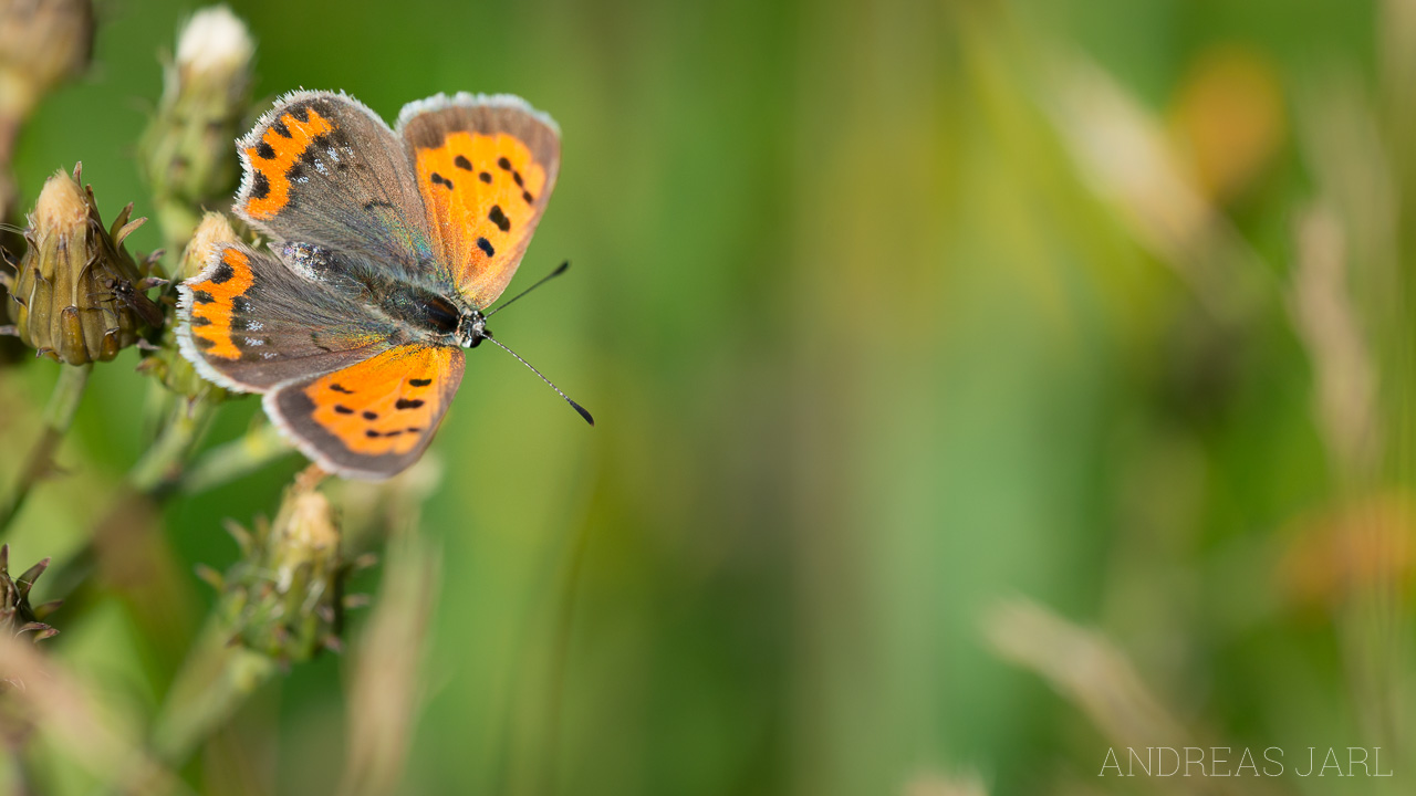 lycaena_phlaeas_1900