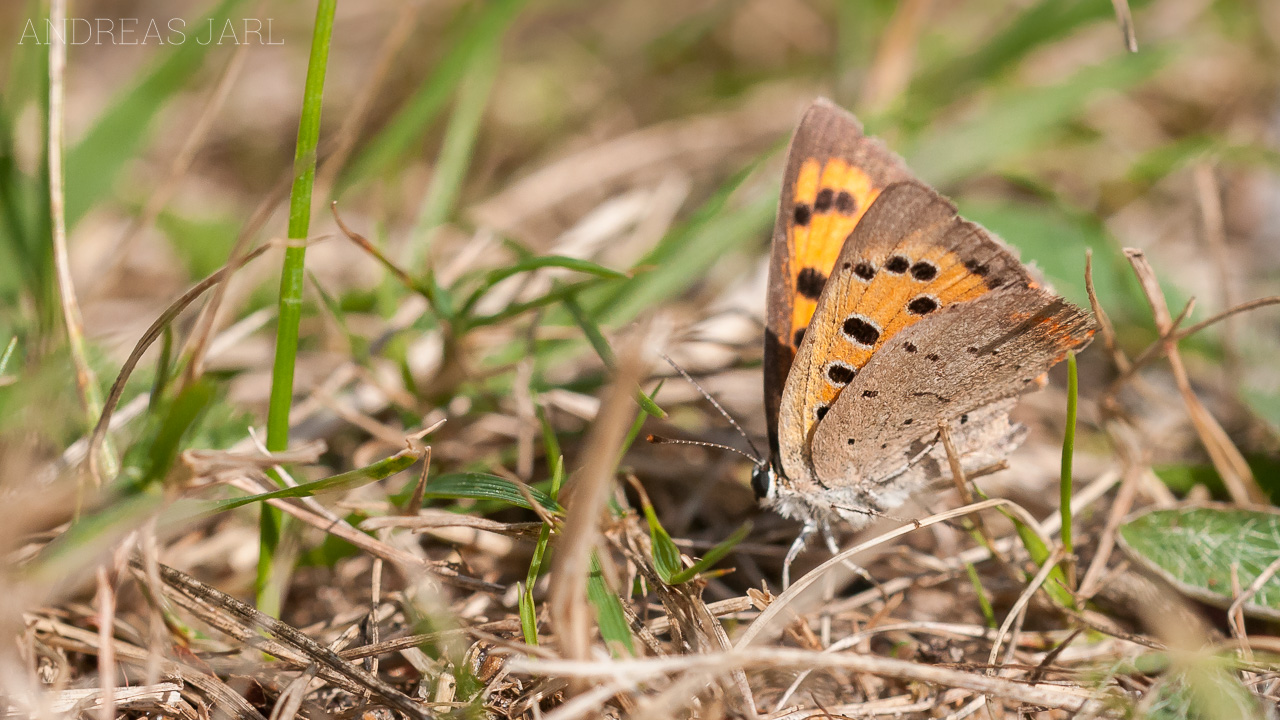 lycaena_phlaeas_654